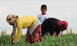 Mevsimlik Tarım İşçileri ve Göçer Çocukların Eğitimi İçin Yeni Adımlar