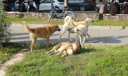 Başıboş Köpek Sorunu Ciddileşiyor: Kuduz Aşıları Arttı