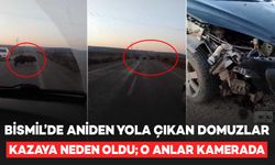 Bismil’de aniden yola çıkan domuz sürüsü kazaya neden oldu