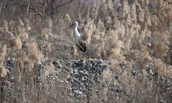 Dicle Nehri havzasında leylekler uzun yıllardır göç etmiyor