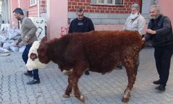 Hayırsever kadın, geçimini sağlamak için beslediği danayı Gazze için bağışladı