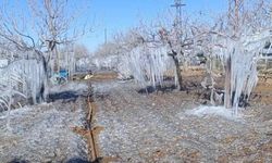 Adıyaman'da Fıstık Bahçeleri Buz Tuttu