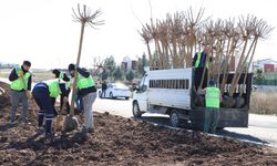 Diyarbakır’da 10 bin ağaç ve 25 bin çalı toprakla buluşuyor