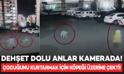 Diyarbakır’da köpek saldırısına uğrayan çocuğunu kurtaran anne yaralandı!