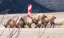 Dağ Keçileri Tuz İhtiyacı İçin Karayolunda Görüntülendi