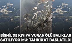 Bismil’de kıyıya vuran ölü balıklar vatandaşlara mı satılıyor; Tahkikat başlatıldı