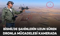 Bismil’de kızıl şahinlerin dronla mücadelesi kamerada