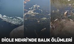 Dicle Nehri’nde balık ölümleri sürüyor