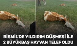 Bismil’de yıldırım düşmesi sonucu 2 büyükbaş hayvan telef oldu