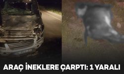 Diyarbakır’da araç ineklere çarptı: 1 yaralı
