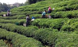 2025 Yılı Yaş Çay Alım Sezonu Başladı