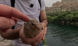 Balıkçı Ağına Takılan Keklik Doğa Fotoğrafçısı Tarafından Kurtarıldı