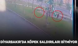 Diyarbakır’da köpek saldırıları bitmiyor