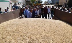 Mardin'de sezonun ilk arpa hasadı yapıldı: Rekolte nasıl?