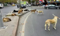 Muğla’da Sahipsiz Köpekler 11 Yaşındaki Çocuğa Saldırdı