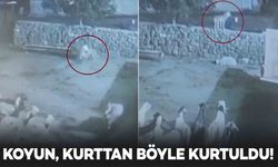 Diyarbakır’da kurt, ağıldaki sürüye daldı: Koyun, böyle kurtuldu!