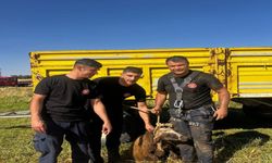 Kuyuya Düşen Koyun, İtfaiye Ekipleri Tarafından Kurtarıldı