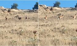 Mardin kırsalında dağ keçileri görüntülendi