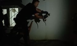 Lavabo Borusuna Sıkışan Kedi İtfaiye Tarafından Kurtarıldı