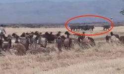 Çınar'da yabani domuz sürüsü görüntülendi
