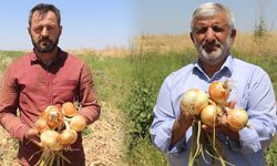Diyarbakır’da soğan tarlada kaldı: Çiftçilerin zararı büyük!