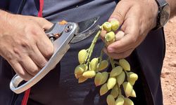 Siirt’te Fıstık Rekoltesi Belirlenecek: Komisyon İncelemelere Başladı