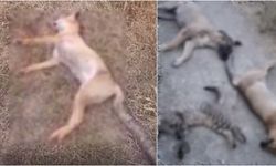 10 köpek, 5 kedi ve 3 tilki ölüsü bulundu: Zehirlenmişler!
