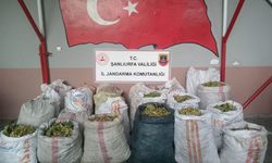 Antep Fıstığı Hırsızlığı: 13 Şüpheli Yakalandı