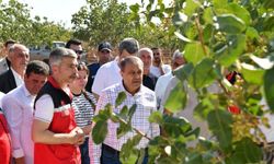 Şanlıurfa’da Boz Fıstıkta İlk Hasat Gerçekleşti