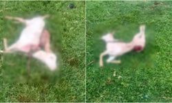 Başıboş sokak köpekleri, iki keçiyi telef etti