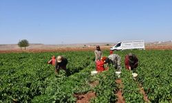 Sıcaklara Rağmen Biber Hasadında Kadınların Azmi Sürüyor
