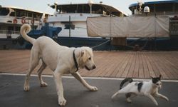 Türkiye'de Sahipsiz Köpek Sorunu Yeniden Gündemde