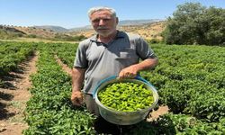 Diyarbakır’ın Tescilli Lezzeti Çermik Biberi Tezgâhlarda Yerini Aldı