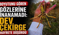 Boyutunu Gören Gözlerine İnanamadı: Dev Çekirge Hayrete Düşürdü!