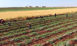 Diyarbakır Karpuzunu Dolu Vurdu: Bu Yıl Hasat Gecikecek