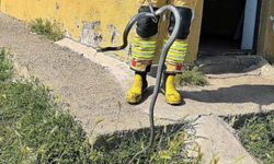 Eve Giren Yılan Ekipler Tarafından Yakalanarak Doğaya Salındı