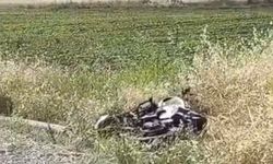 Bismil'de Motosiklet Kazası: Virajı Alamayan Sürücü Yaralandı