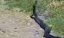 Bismil'de Yılanların Çiftleşme Dansı Kameraya Yansıdı