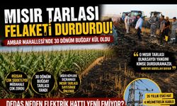 Mısır Tarlası Felaketi Durdurdu! Ambar Mahallesi'nde 30 Dönüm Buğday Kül Oldu
