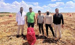 Kar ve Don Hasadı Geciktirdi, Sarımsak Üreticileri İş Başında