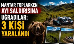 Mantar Toplarken Ayı Saldırısına Uğradılar: 3 Kişi Yaralandı