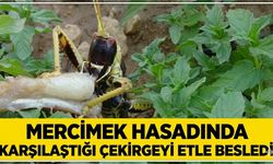 Mercimek Hasadında Karşılaştığı Çekirgeyi Etle Besledi