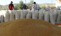 Bölgede Arpa ve Buğday Hasadı Başladı: Verim Çiftçiyi Sevindirdi