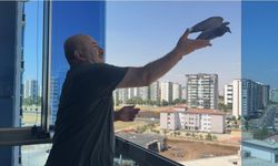 Dairenin Asma Tavan Boşluğunda Mahsur Kalan Güvercin Kurtarıldı
