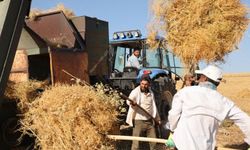 Diyarbakır'da Yüksek Sıcaklığa Rağmen Mercimek Hasadı Başladı