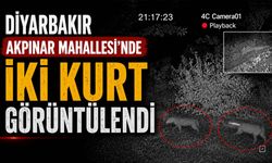 Diyarbakır Akpınar Mahallesi'nde İki Kurt Kameraya Yansıdı