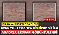 Bir Aslan Kalmıştı! Bismil'de Uzun Yıllar Sonra Anadolu Leoparı Görüldü