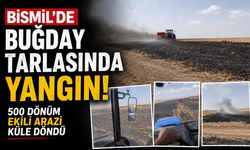 Bismil'de Buğday Tarlasında Yangın! 500 Dönüm Ekili Arazi Küle Döndü