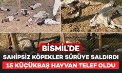 Bismil'de Sahipsiz Köpekler Sürüye Saldırdı: 15 Küçükbaş Hayvan Telef Oldu