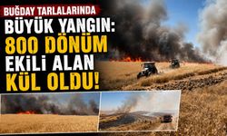 Buğday Tarlalarında Büyük Yangın: 800 Dönüm Ekili Alan Kül Oldu